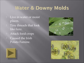    Live in water or moist
    places.
   Tiny threads that look
    like fuzz.
   Attack food crops
   Caused the Irish
    Potato Famine.
 