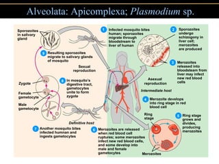 Kingdom Protista | PPT