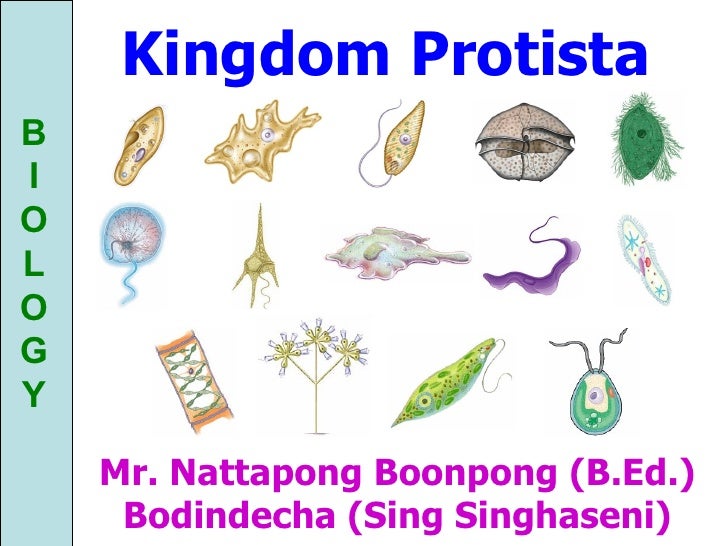 chart b.ed for Protista Kingdom chart b.ed for Protista Kingdom