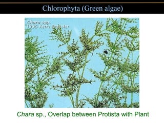 Chlorophyta (Green algae)




Chara sp., Overlap between Protista with Plant
 