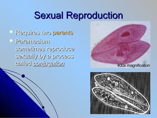 Sexual Reproduction In Protists Kingdom protista | PPT