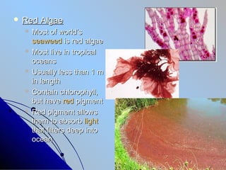  Red   Algae
   Most   of world’s
    seaweed is red algae
   Most live in tropical
    oceans
   Usually less than 1 m
    in length
   Contain chlorophyll,
    but have red pigment
   Red pigment allows
    them to absorb light
    that filters deep into
    ocean
 