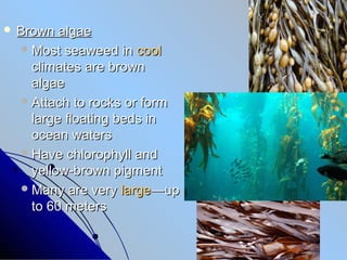 Brown  algae
   Most seaweed in cool
    climates are brown
    algae
   Attach to rocks or form
    large floating beds in
    ocean waters
   Have chlorophyll and
    yellow-brown pigment
   Many are very large—up
    to 60 meters
 