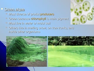  Green    algae
   Most  diverse of protist producers
   Green because chlorophyll is main pigment
   Most live in water or moist soil
   Others live in melting snow, on tree trunks, and
    inside other organisms
 