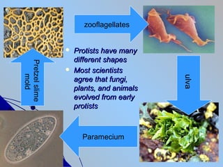 zooflagellates


                   Protists have many
                    different shapes
Pretzel slime




                   Most scientists
    mold




                                          ulva
                    agree that fungi,
                    plants, and animals
                    evolved from early
                    protists



                      Paramecium
 