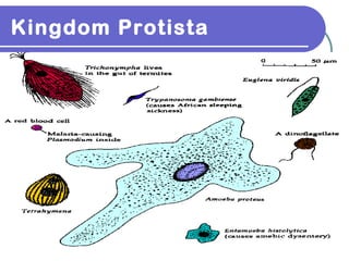 Kingdom Protista
 