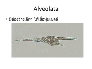 Kingdom protista by issara | PPT