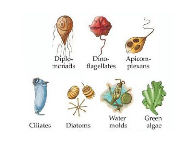 protist examples