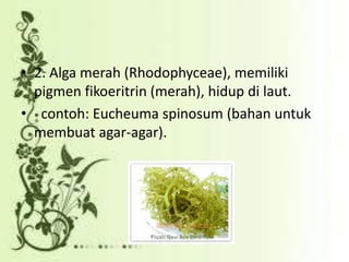 • 2. Alga merah (Rhodophyceae), memiliki
pigmen fikoeritrin (merah), hidup di laut.
• contoh: Eucheuma spinosum (bahan untuk
membuat agar-agar).

 