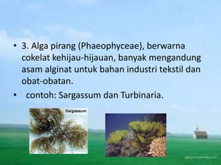 • 3. Alga pirang (Phaeophyceae), berwarna
cokelat kehijau-hijauan, banyak mengandung
asam alginat untuk bahan industri tekstil dan
obat-obatan.
• contoh: Sargassum dan Turbinaria.

 