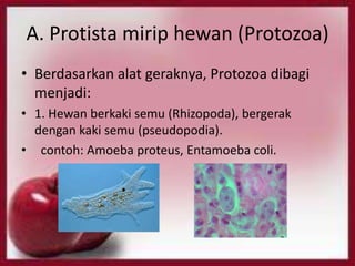 A. Protista mirip hewan (Protozoa)
• Berdasarkan alat geraknya, Protozoa dibagi
menjadi:
• 1. Hewan berkaki semu (Rhizopoda), bergerak
dengan kaki semu (pseudopodia).
• contoh: Amoeba proteus, Entamoeba coli.

 