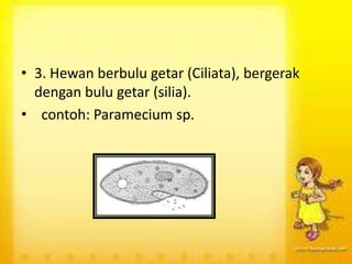 • 3. Hewan berbulu getar (Ciliata), bergerak
dengan bulu getar (silia).
• contoh: Paramecium sp.

 