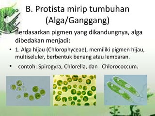B. Protista mirip tumbuhan
(Alga/Ganggang)
• Berdasarkan pigmen yang dikandungnya, alga
dibedakan menjadi:
• 1. Alga hijau (Chlorophyceae), memiliki pigmen hijau,
multiseluler, berbentuk benang atau lembaran.

• contoh: Spirogyra, Chlorella, dan Chlorococcum.

 