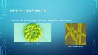 PHYLUM CHRYSOPHYTA
• Includes the yellow green algae and the golden brown algae.

Golden-brown Algae
Yellow Green Algae

 
