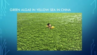 GREEN ALGAE IN YELLOW SEA IN CHINA

 