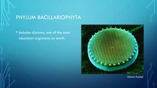PHYLUM BACILLARIOPHYTA
• Includes diatoms, one of the most
abundant organisms on earth.

Dennis Kunkel

 
