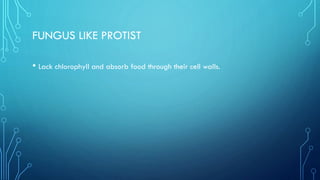 FUNGUS LIKE PROTIST
• Lack chlorophyll and absorb food through their cell walls.

 