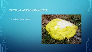 PHYLUM ACRASIOMYCOTA
• It include slime molds

 