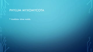 PHYLUM MYXOMYCOTA
• Acellular slime molds.

 