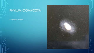 PHYLUM OOMYCOTA
• Water molds

 