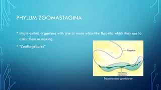 PHYLUM ZOOMASTAGINA
• single-celled organisms with one or more whip-like flagella which they use to
assist them in moving.

• “Zooflagellates”

Trypanosoma gambiense

 