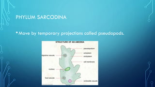 PHYLUM SARCODINA

• Move by temporary projections called pseudopods.

 