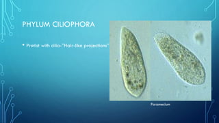 PHYLUM CILIOPHORA
• Protist with cilia-”Hair-like projections”

Paramecium

 