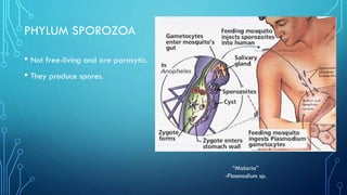 PHYLUM SPOROZOA
• Not free-living and are parasytic.
• They produce spores.

“Malaria”
-Plasmodium sp.

 