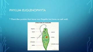 PHYLUM EUGLENOPHYTA
• Plant-like protists that have two flagella but have no cell wall.

 