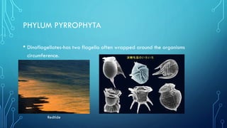 PHYLUM PYRROPHYTA
• Dinoflagellates-has two flagella often wrapped around the organisms
circumference.

Redtide

 
