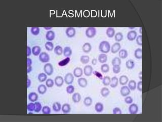 PLASMODIUM
 