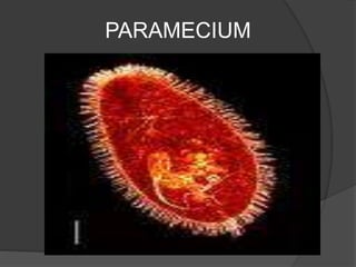 PARAMECIUM
 