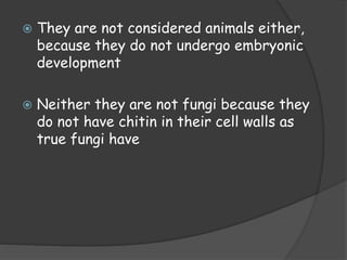  They are not considered animals either,
because they do not undergo embryonic
development
 Neither they are not fungi because they
do not have chitin in their cell walls as
true fungi have
 