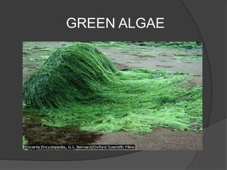 GREEN ALGAE
 