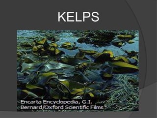 KELPS
 