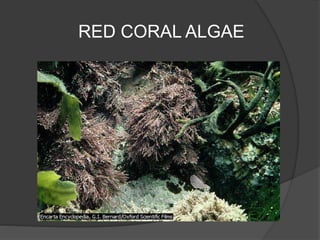 RED CORAL ALGAE
 