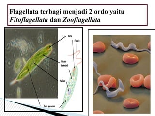 Flagellata terbagi menjadi 2 ordo yaitu
Fitoflagellata dan Zooflagellata
 