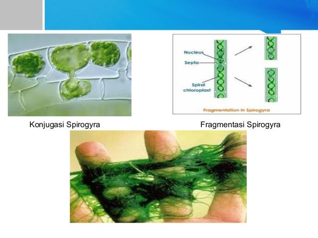 Рассмотрите изображение растений капуста кочанная ландыш майский спирогира