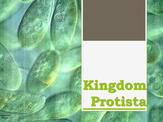 Kingdom
Protista
 