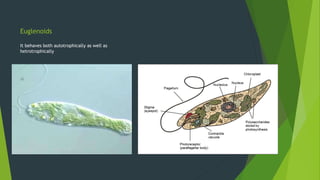 Euglenoids
It behaves both autotrophically as well as
hetrotrophically
 