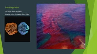 Dinoflagellates
2nd major group of protist
Involves in the formation of red tides
 