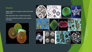 Diatoms
Major producers in aquatic (marine and fresh
water) life.
Play important role in marine food chains
They have beautiful patterns and contains
two shells
 