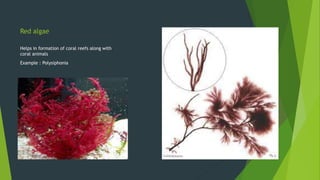 Red algae
Helps in formation of coral reefs along with
coral animals
Example : Polysiphonia
 