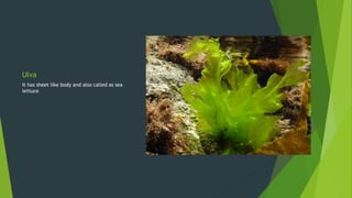 Ulva
It has sheet like body and also called as sea
lettuce
 
