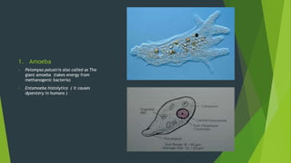 1. Amoeba
• Pelomyxa palustris also called as The
giant amoeba (takes energy from
methanogenic bacteria)
• Entamoeba histolytica ( it causes
dysentery in humans )
 