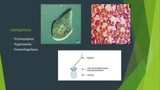 Zooflagellates
• Trichonymphas
• Trypanosoma
• Choanoflagellates
 