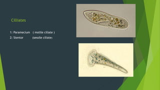 Cilliates
1: Paramecium ( motile ciliate )
2: Stentor (sessile ciliate)
 