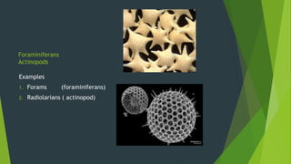 Foraminiferans
Actinopods
Examples
1. Forams (foraminiferans)
2. Radiolarians ( actinopod)
 