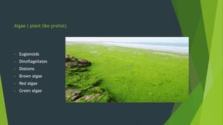 Algae ( plant like protist)
• Euglenoids
• Dinoflagellates
• Diatoms
• Brown algae
• Red algae
• Green algae
 