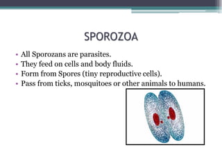 SPOROZOA
• All Sporozans are parasites.
• They feed on cells and body fluids.
• Form from Spores (tiny reproductive cells)...